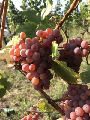 Weinbaugemeinschaft Radebeu-Oberlößnitz