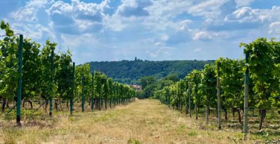Weingut Ricco Hänsch