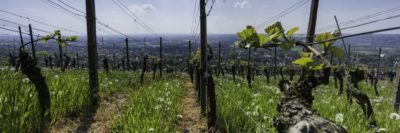 Weinbaugemeinschaft Radebeul-Niederlößnitz