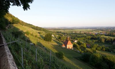 Weinbaugemeinschaft Weinberg Pillnitz e.V.