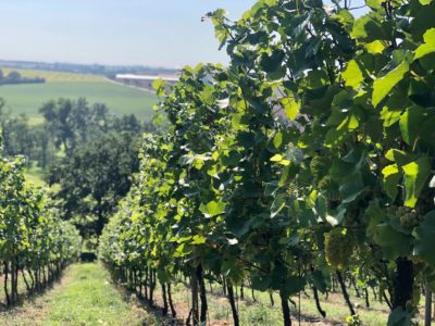 Weinhandwerk Meissen GmbH & Co. KG