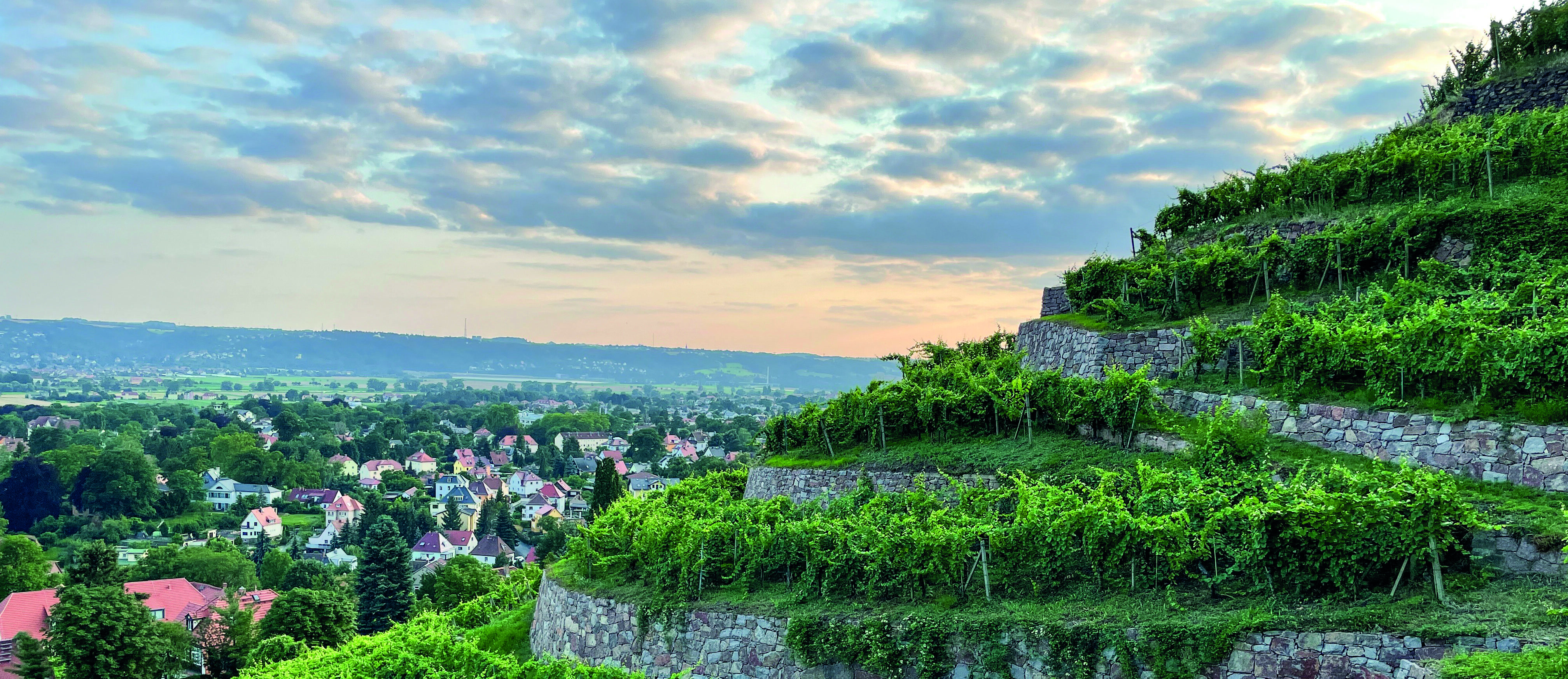 Steillagen in Radebeul