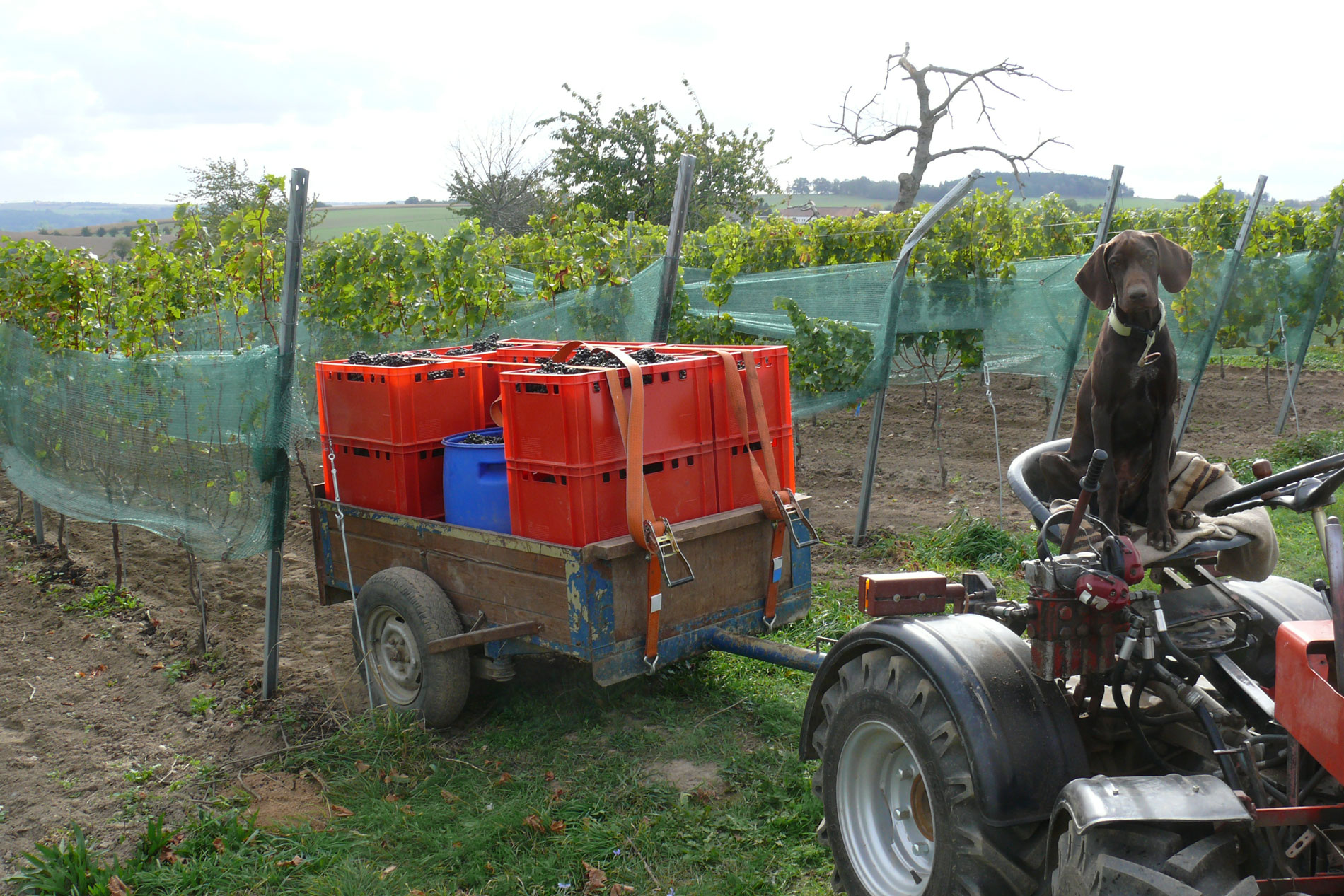 weinhof_günther_1 weinhof_günther_1
